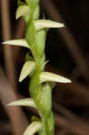 Great Plains lady's tresses